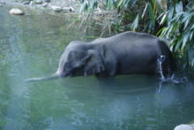 442083_india_pregnant_elephant_91975 9c9c16d475334918a23faf34052b9c63 676x451.jpg