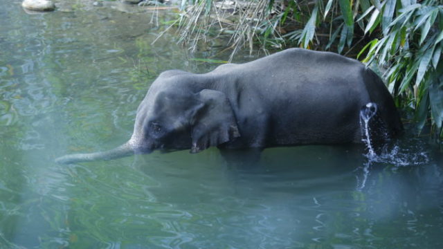 442083_india_pregnant_elephant_91975 9c9c16d475334918a23faf34052b9c63 676x451.jpg