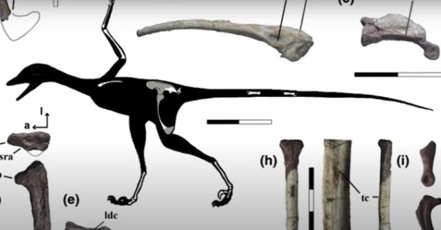 442107_dino 676x353.jpg