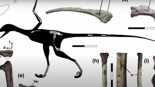 442107_dino 676x353.jpg