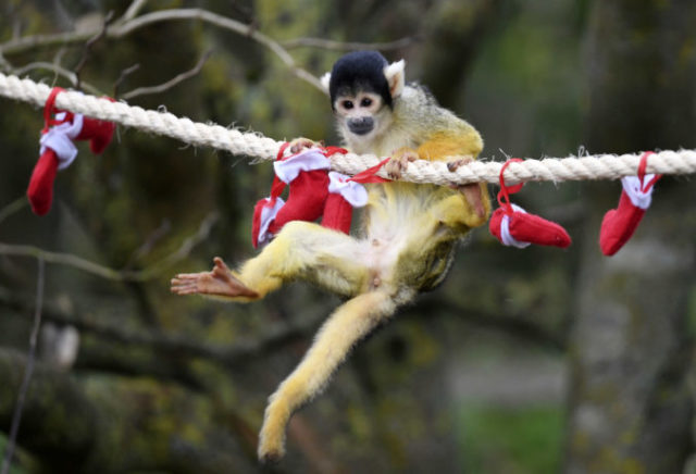 442491_britain_christmas_zoo_68350 456b1bc69fd24a668cb0cdf7f3b785db 676x460.jpg