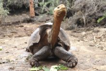 442669_ecuador_galapagos_tortoise_diego_71442 149f8c1baf224fd6856955123c8f5d86 min 676x451.jpg