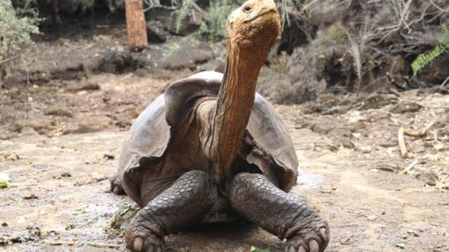 442669_ecuador_galapagos_tortoise_diego_71442 149f8c1baf224fd6856955123c8f5d86 min 676x451.jpg