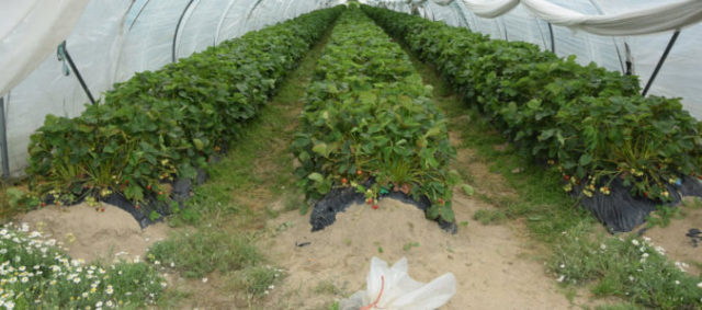 442862_mm 1 676x299.jpg