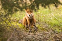 443084_fuchs 4584929_1920 676x451.jpg