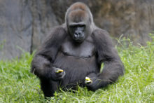 443963_pregnant_endangered_gorilla_32325 10bd6bbd15794e82b17e000c7283650e 676x451.jpg