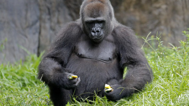 443963_pregnant_endangered_gorilla_32325 10bd6bbd15794e82b17e000c7283650e 676x451.jpg