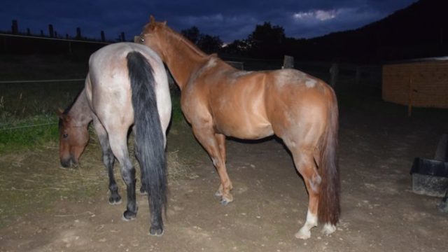 444257_109351220_1131918833853318_8132116425330694168_o 676x458.jpg