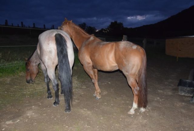 444257_109351220_1131918833853318_8132116425330694168_o 676x458.jpg