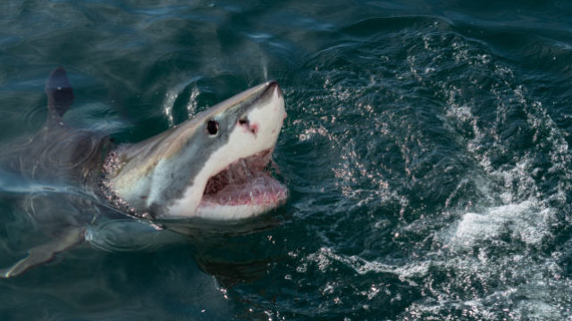 444546_gettyimages 1061200186 676x359.jpg