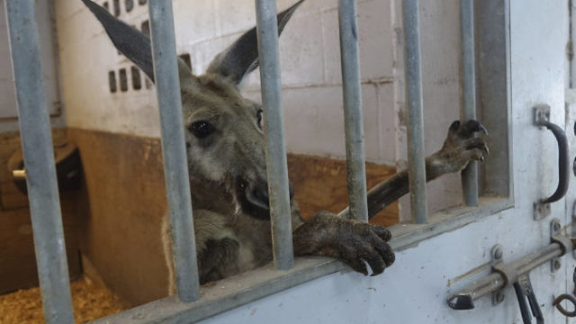 444561_kangaroo_captured_07795 a7724ed886f140aeb7b9dcab3946ee6c 1 676x449.jpg