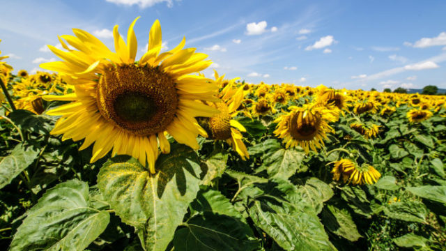 445013_dsc_9866 676x488.jpg