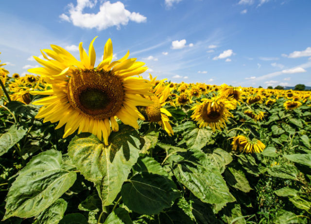 445013_dsc_9866 676x488.jpg