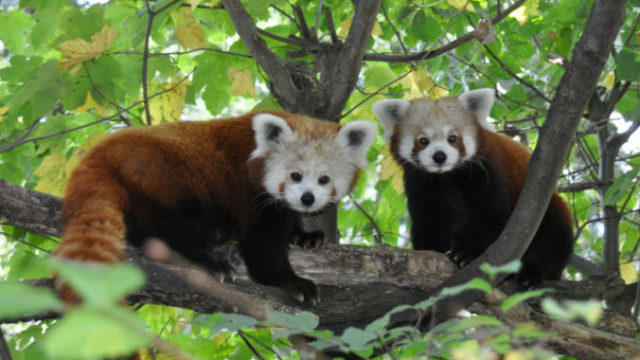 445307_cervena panda berlin zoo 676x450.jpg