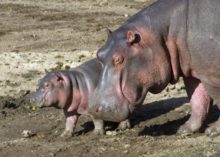 446071_gettyimages 1150674112 676x483.jpg