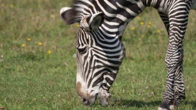 446096_zebra 676x487.jpg