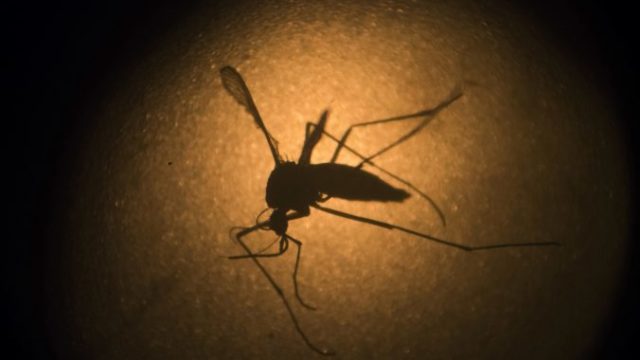 446659_modified_mosquitoes_18920 5c3179fbccf04836b434c15439186534 676x451.jpg