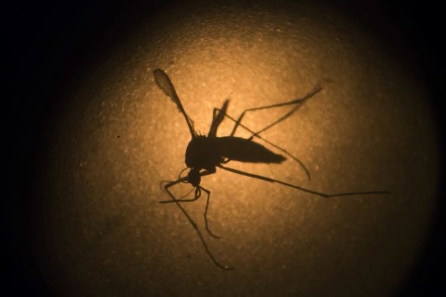 446659_modified_mosquitoes_18920 5c3179fbccf04836b434c15439186534 676x451.jpg