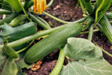 446724_gettyimages 994294816 676x451.jpg