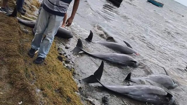 446957_delfin 676x418.jpg