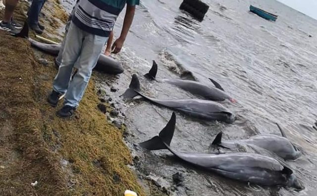 446957_delfin 676x418.jpg