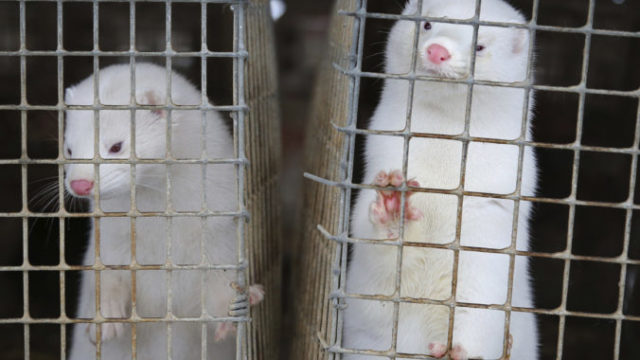 447081_virus_outbreak_mink_farms_16756 59b9c527fa484a8390baf51a01fd2f38 676x456.jpg