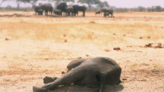 447175_zimbabwe_dying_elephants_61463 96387e4d41ab4e2cadbfcbd828c20c8e 676x459.jpg