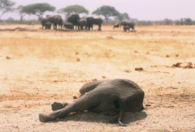 447175_zimbabwe_dying_elephants_61463 96387e4d41ab4e2cadbfcbd828c20c8e 676x459.jpg
