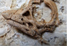447191_dino.jpg