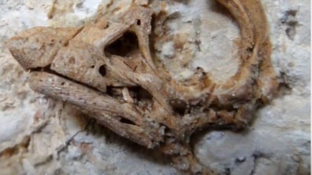 447191_dino.jpg