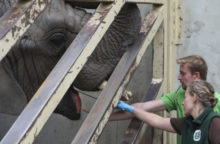 447193_poland_elephants_hemp_oil_38046 71a093efc7594ac282951e717e0b62b0 676x441.jpg