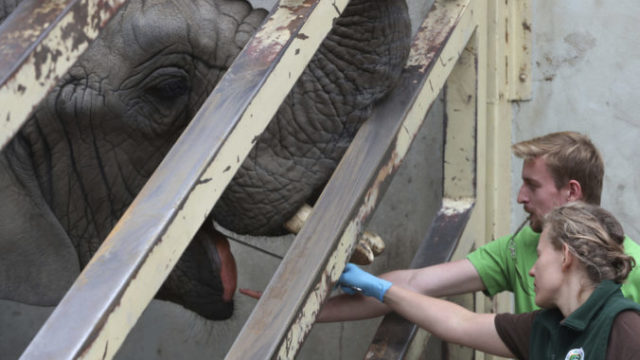447193_poland_elephants_hemp_oil_38046 71a093efc7594ac282951e717e0b62b0 676x441.jpg