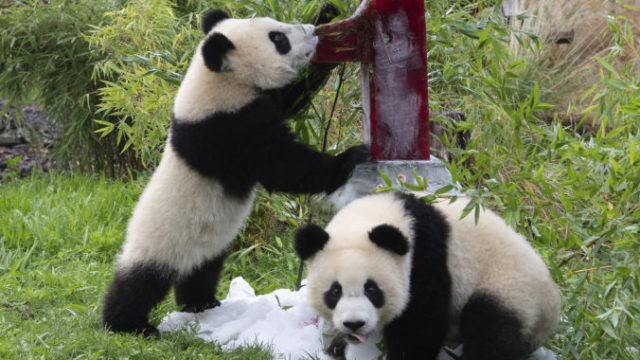447258_germany_panda_birthday_34127 05724c0fde4145a38de4da578c55f72f 676x503.jpg