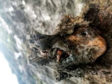 448199_russia_ice_age_bear_92372 d9d0654d66c24a4a8a22c2528b3549ec 676x507.jpg
