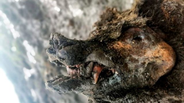 448199_russia_ice_age_bear_92372 d9d0654d66c24a4a8a22c2528b3549ec 676x507.jpg
