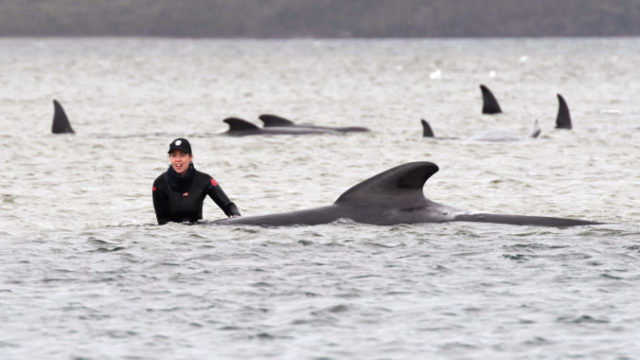 448581_australia_stranded_whales_42630 f08cc6cd2ef14bc6be929410a9c10290 676x451.jpg