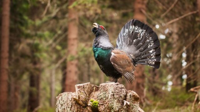 450664_hluchan_horny_shutterstock_ilustracka 676x451.jpg