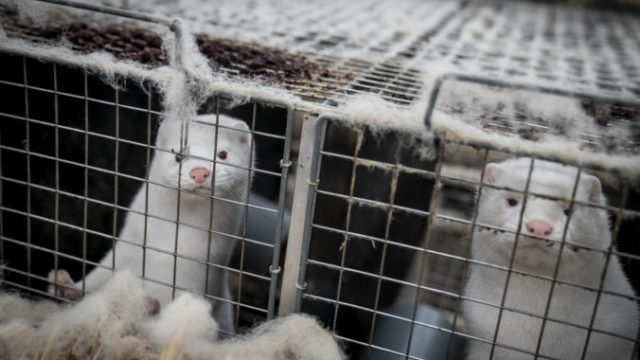 452270_virus_outbreak_denmark_minks_99847 78e6713a9cef4a188d97b8451bd97ab6 676x451.jpg