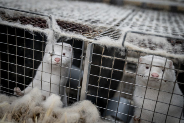 452270_virus_outbreak_denmark_minks_99847 78e6713a9cef4a188d97b8451bd97ab6 676x451.jpg