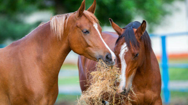457160_thinkstockphotos 513438822 676x451.jpg