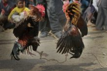 458075_india_cockfight_43155 897b50e7309147a2b890ac859c14f8c7 676x451.jpg