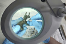 459250_greece_ancient_figurine_96892 3b5ded1dc93b4a5286185f10a5c4f8ae 676x451.jpg