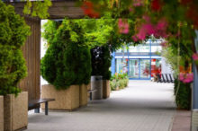 461278_avion zelen1.jpg