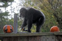 464069_oldest_us_chimpanzee_dies_83373 15f5f41929c64319b75ec5266da894e1 676x450.jpg