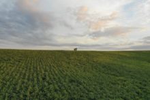 465071_sojove pole_small 676x451.jpg