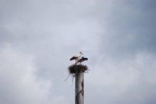 465103_2_foto_milan hronec_bociany 676x453.jpg