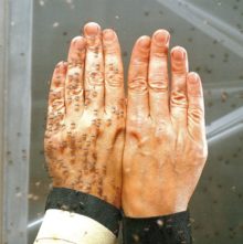 465528_saltidin zur wm_hande_web 676x679.jpg