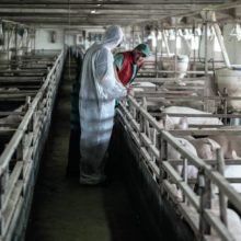 467081_asf_global_1200x1200 676x676.jpg