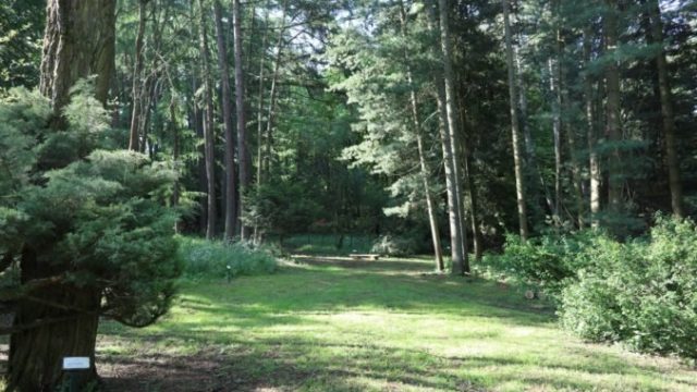 469120_lesnicke arboretum kysihybel 676x451.jpg
