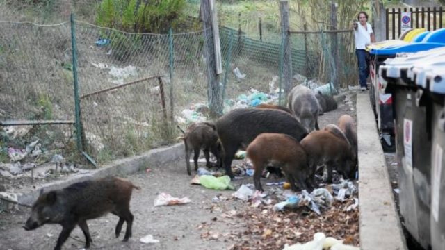 470885_italy_wild_boars_33129 21158fa18173431c96695b73fd79d26d 676x451.jpg